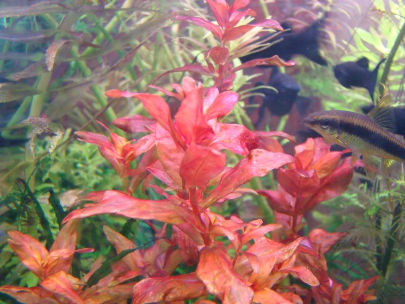 Rotala macranda