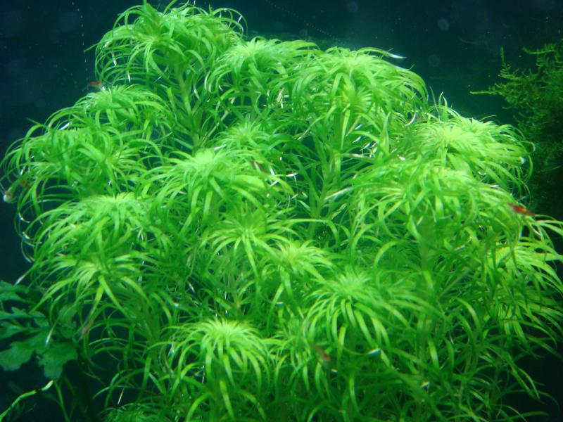 Syngonanthus sp. 'Belem'