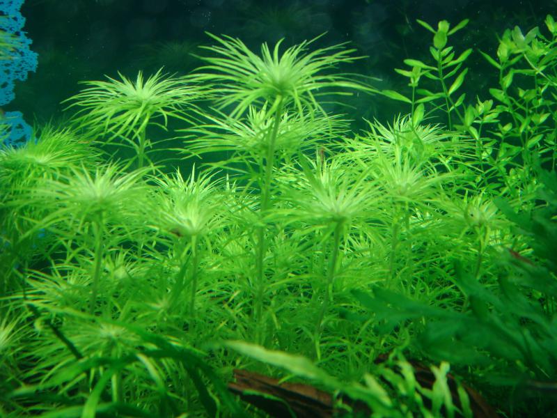 Syngonanthus sp. 'Manaus'