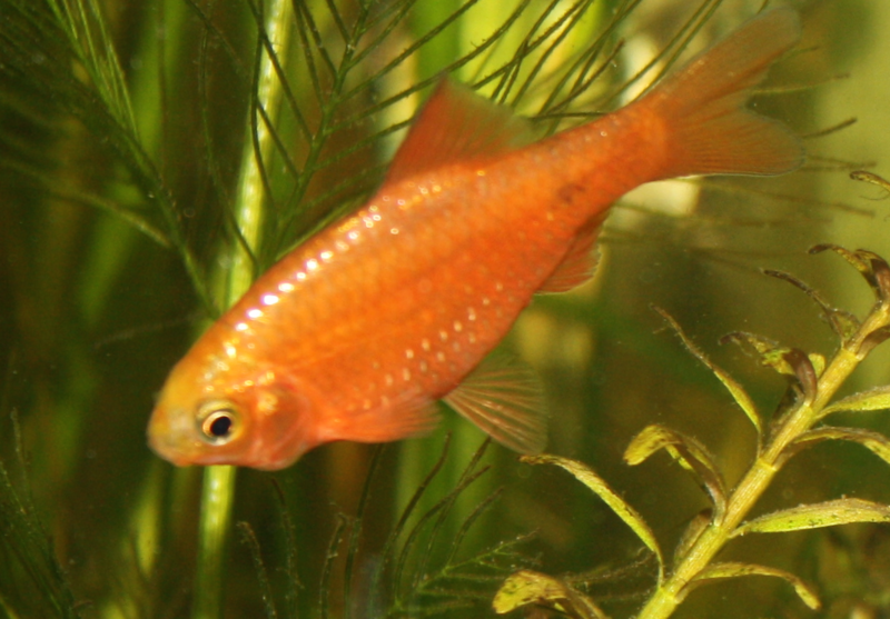 Puntius conchonius