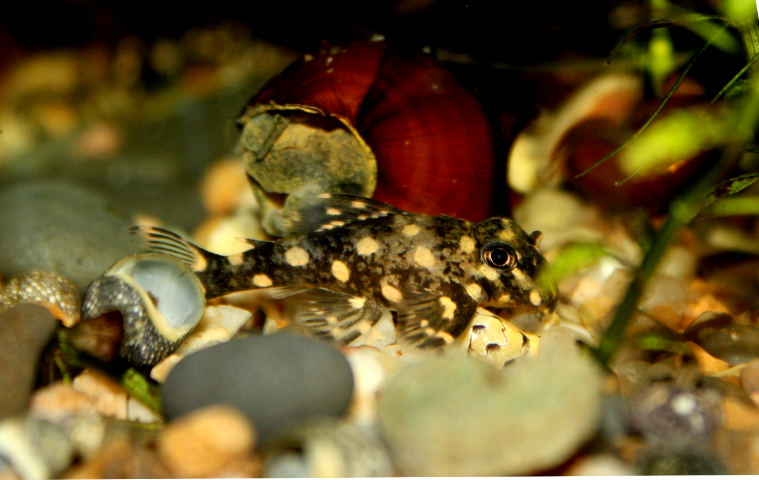 Hypancitrus Contradens L201