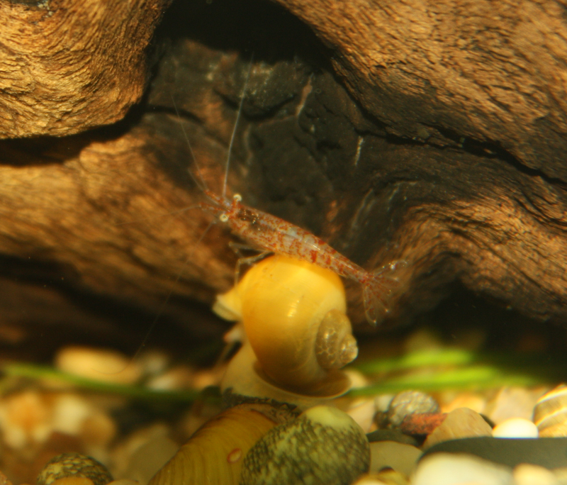 Ampularia and shrink