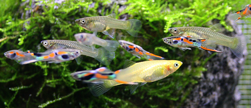 Poecilia wingei 1