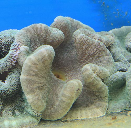 STICHODACTYLA  HADDONI  3