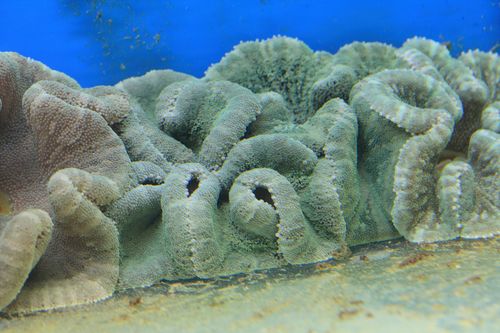 STICHODACTYLA  HADDONI  4