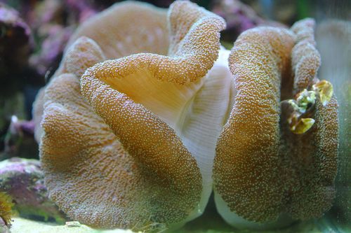 STICHODACTYLA ADDONI 5