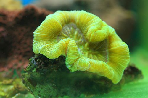 TRACHYPHYLLIA SPP 2