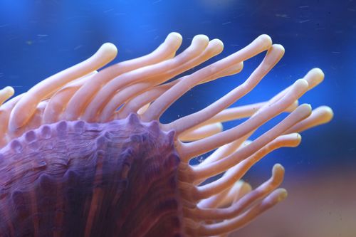 HETERACTIS MAGNIFIKA (3)