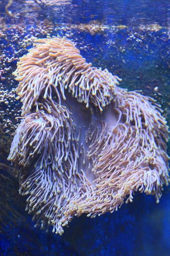 HETERACTIS MAGNIFIKA  (1)