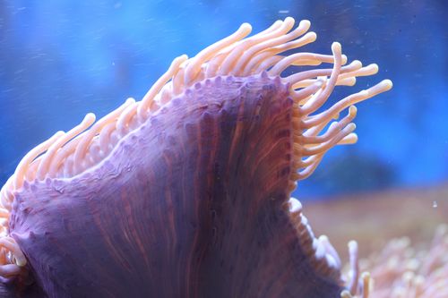 HETERACTIS MAGNIFIKA  (4)