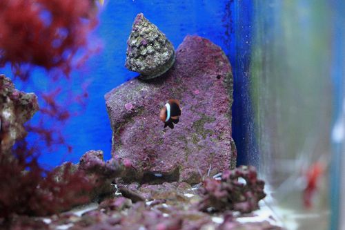 CLANCULS PHARAONIUS (1)