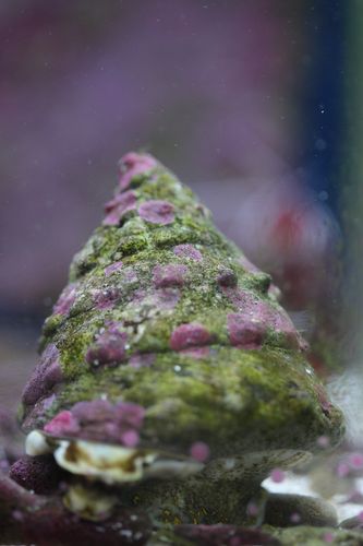 CLANCULS PHARAONIUS (2)