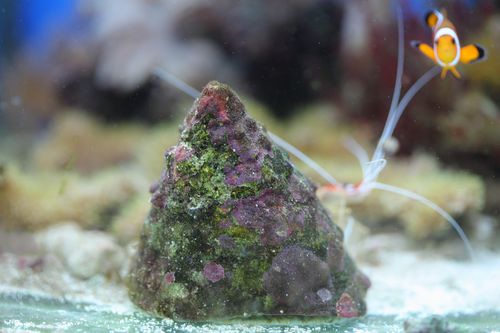 CLANCULS PHARAONIUS (3)