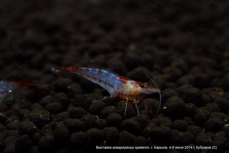 Neocaridina Red Rog Rili

 

. 
+38 067 153 65 20