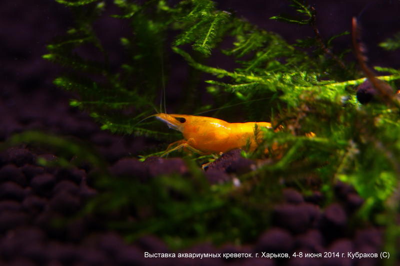 Neocaridina Yellow Neon
 