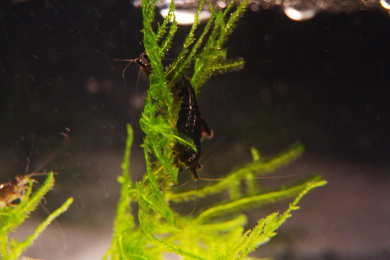Neocaridina Bronz Sakura()

 