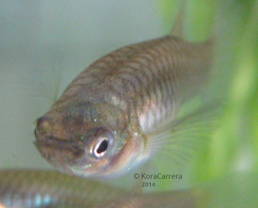 ����������� � ����� �� ��������