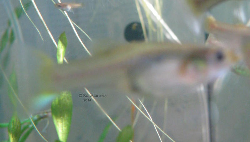 ����� �� ��������� �������� ��������� (������ ������ ����� ���� � �������)