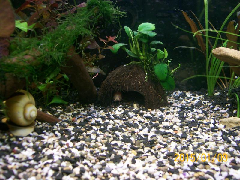 ����������� 157