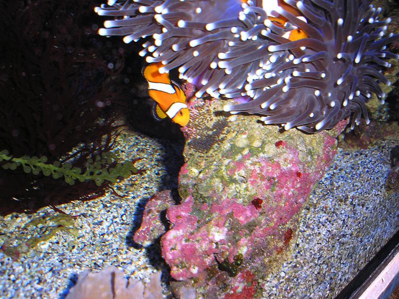    
Amphiprion ocellaris    Heteractis magnifica