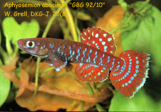 Aphyosemion abacinum(Diapteron abacinum) 3,5