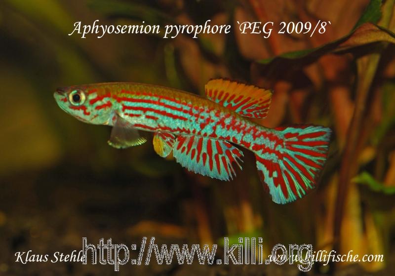 Aphyosemion pyrophore PEG 2009 8