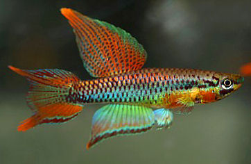 Chromaphyosemion bitaeniatum