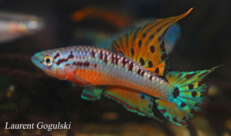 Chromaphyosemion bivittatum Funge ABC 05 12