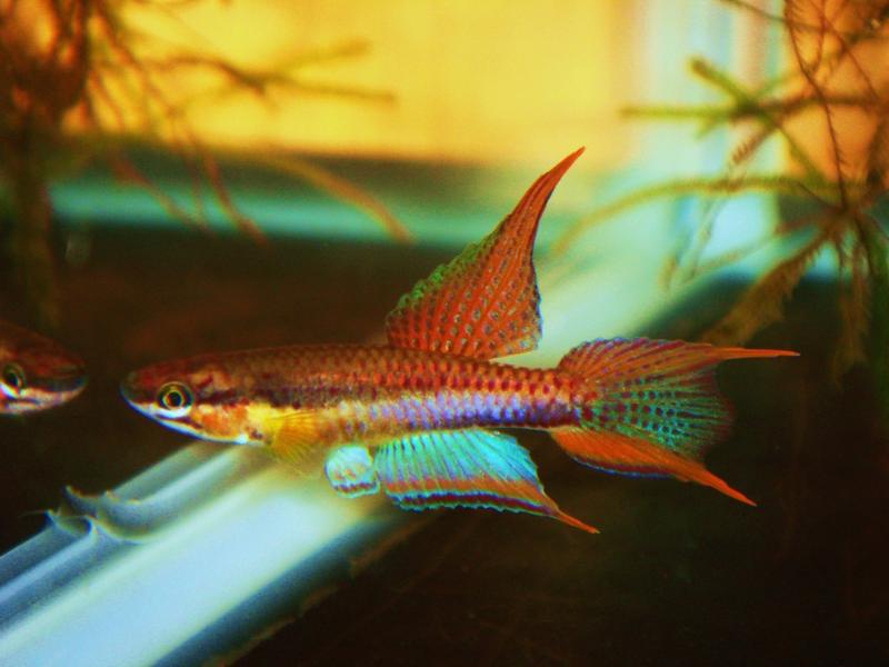 Chromaphyosemion Splendopleure (SPL) 'Ekondo Titi'