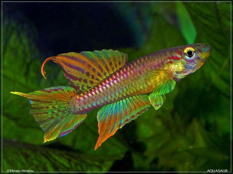 Chromaphyosemion splendopleure Penda Mboko 2001