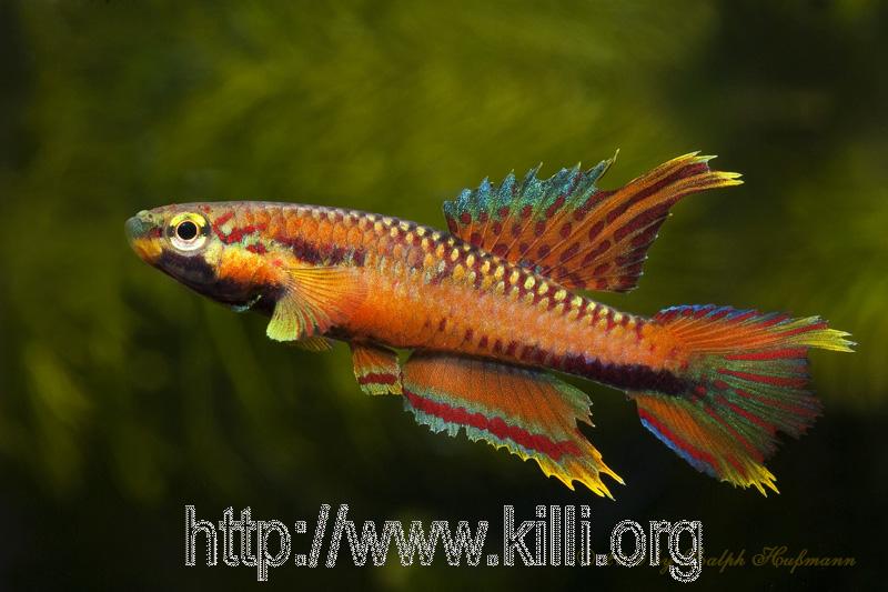 Chromaphyosemion splendopleure Penda Mboko