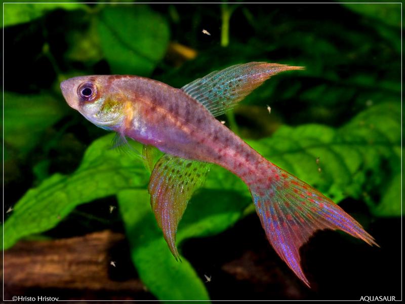 Terranatos dolichopterus