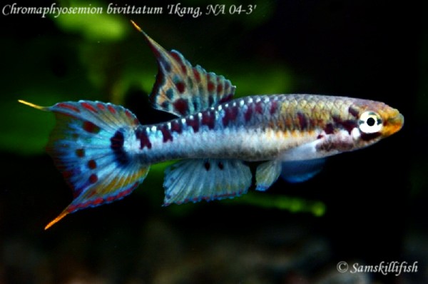 Chromaphyosemion bitaeniatum Tkang