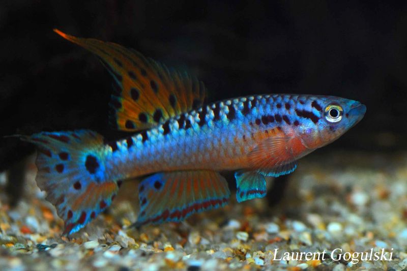 Chromaphyosemion bivittatum Funge ABC 0512