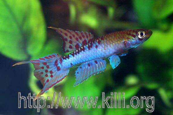 Chromaphyosemion bivittatum Ikang NA 04 3