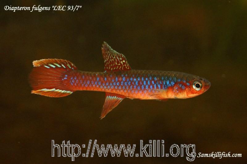 Diapteron fulgens LEC 93 7