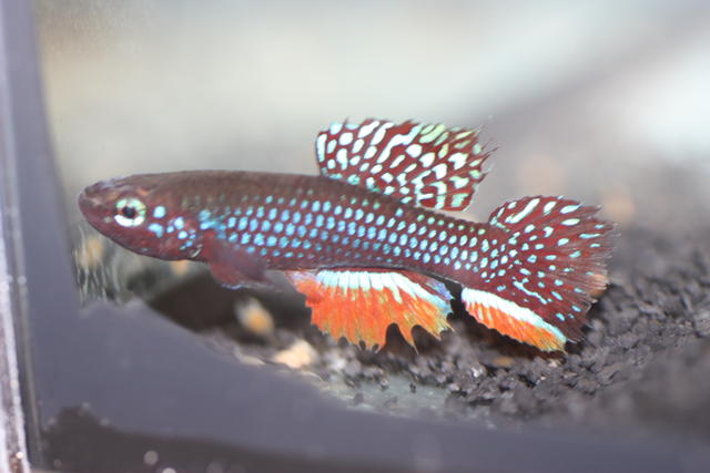 Diapteron georgiae LEC 93 2