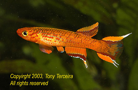 Aphyosemion australe Orange