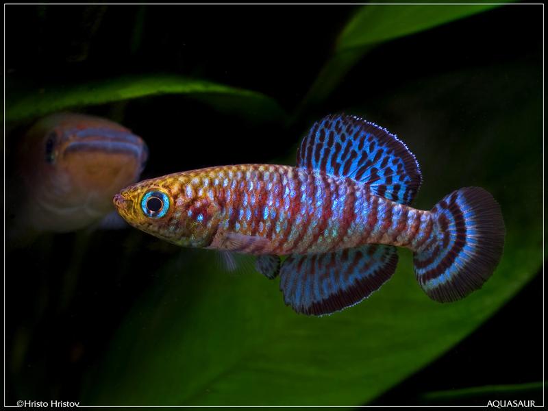 Nothobranchius fuscotaeniatus Kitonga North TAN 97 9