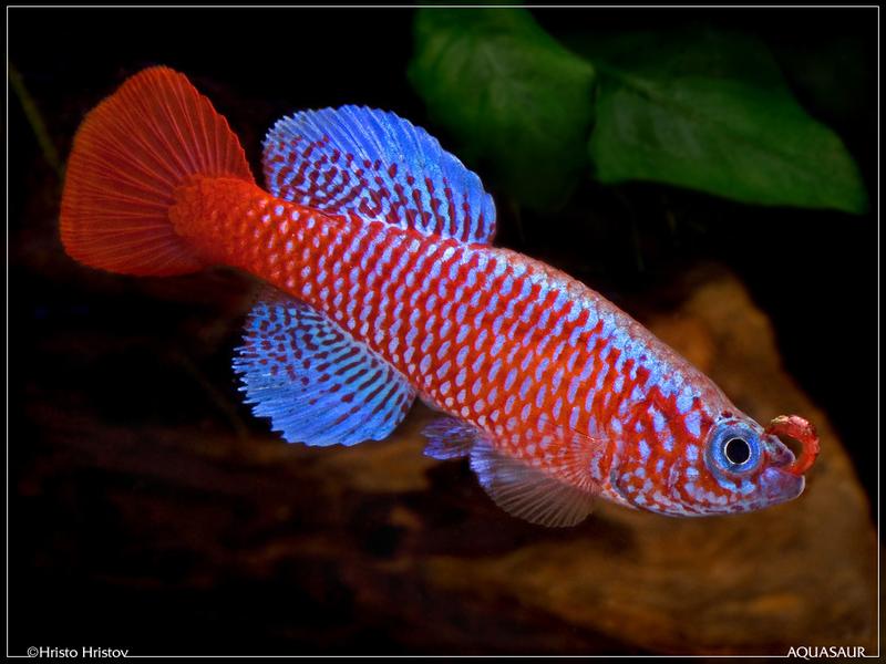 Nothobranchius kilomberoensis Ifakara TAN 95 04