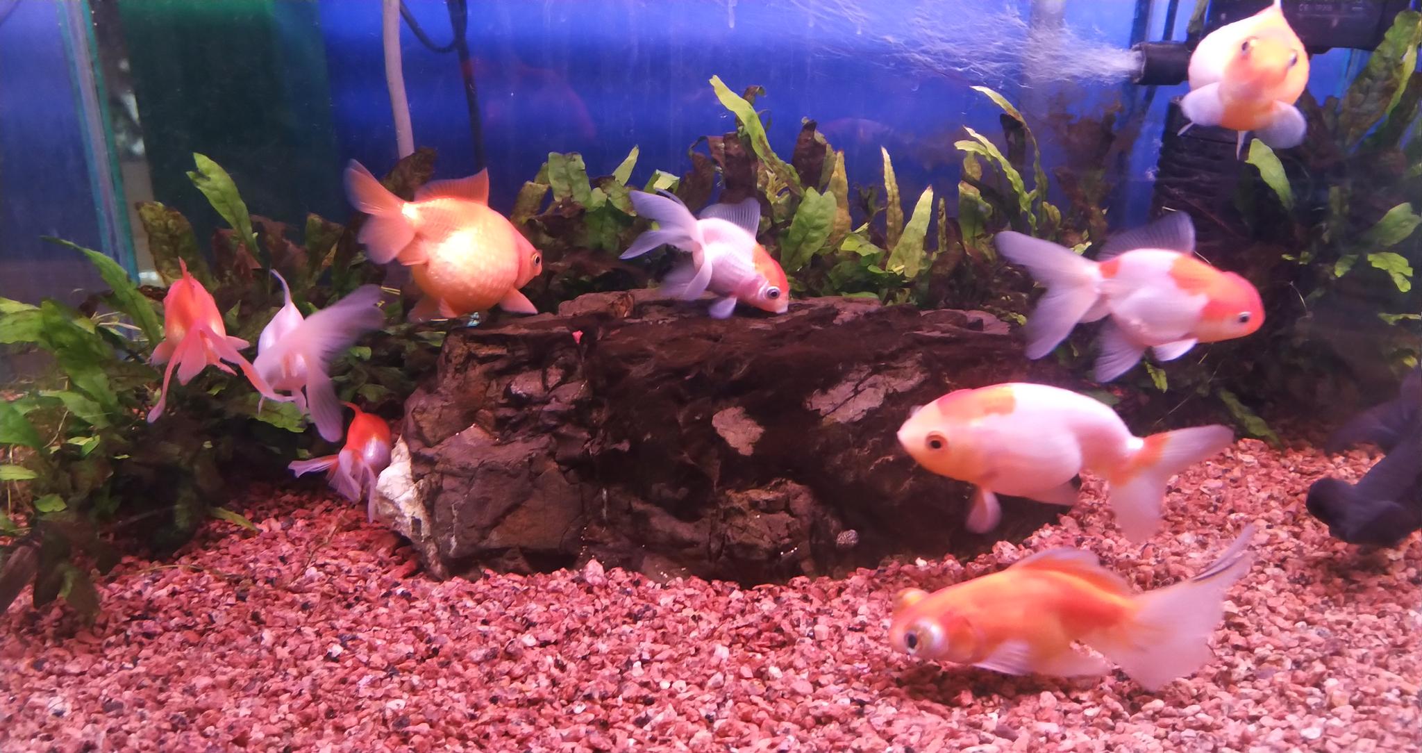 `Украина. Аквариумный грунт, кварц разных фракций, галька, камни ...