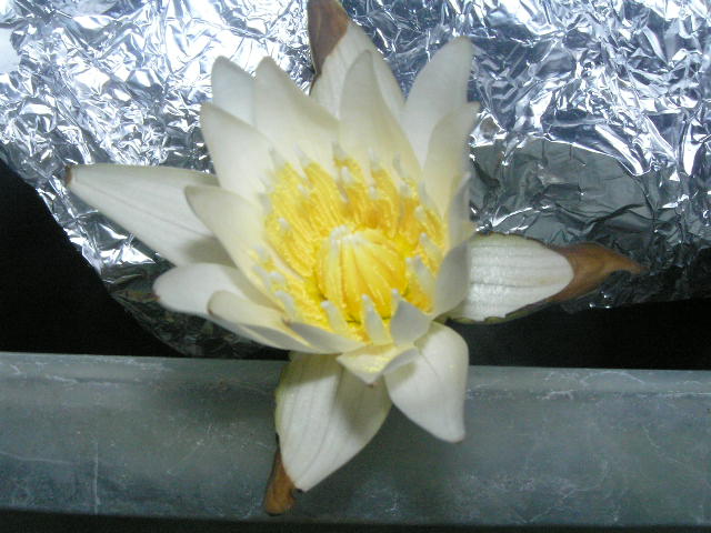 Nymphaea micrantha