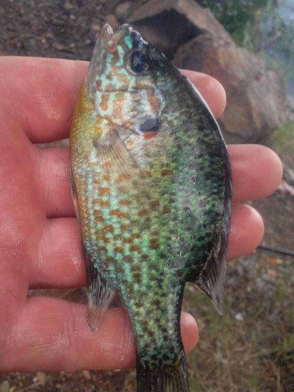 ������ � ������