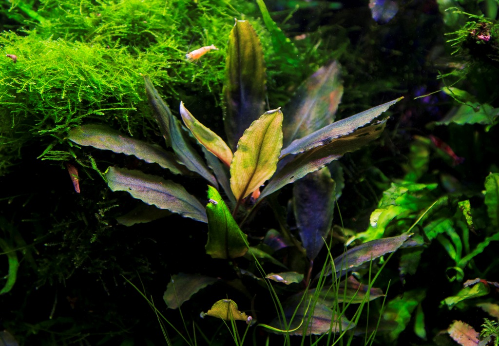 Bucephalandra Deep Purple from Kapuas