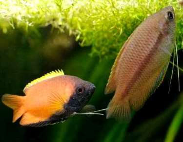   (Colisa chuna,Trichogaster chuna)