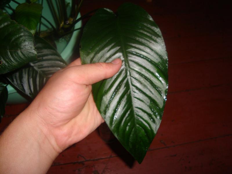 DSC01778