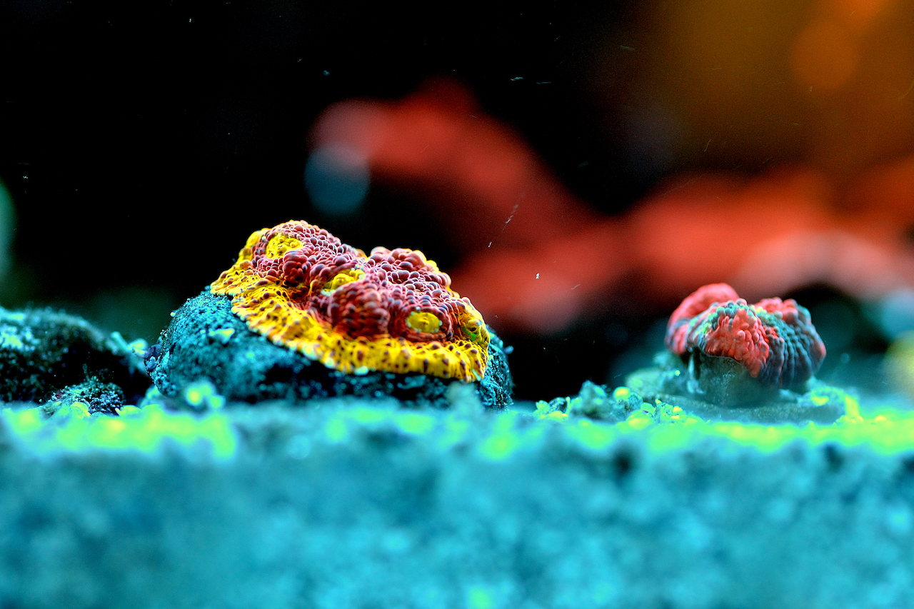 CB My Bugatti VS BPC Flamethrower1