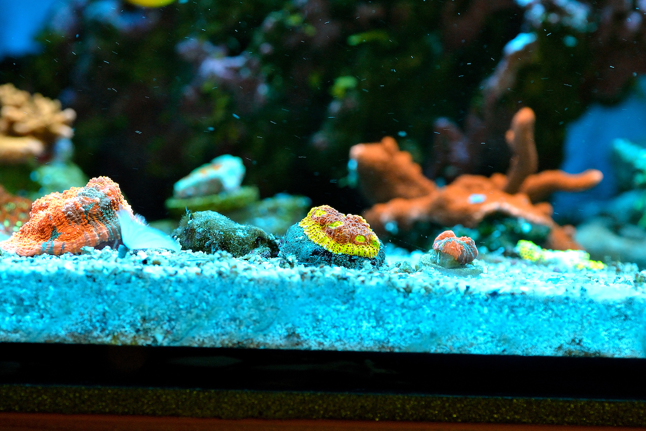 CB My Bugatti VS BPC Flamethrower2()