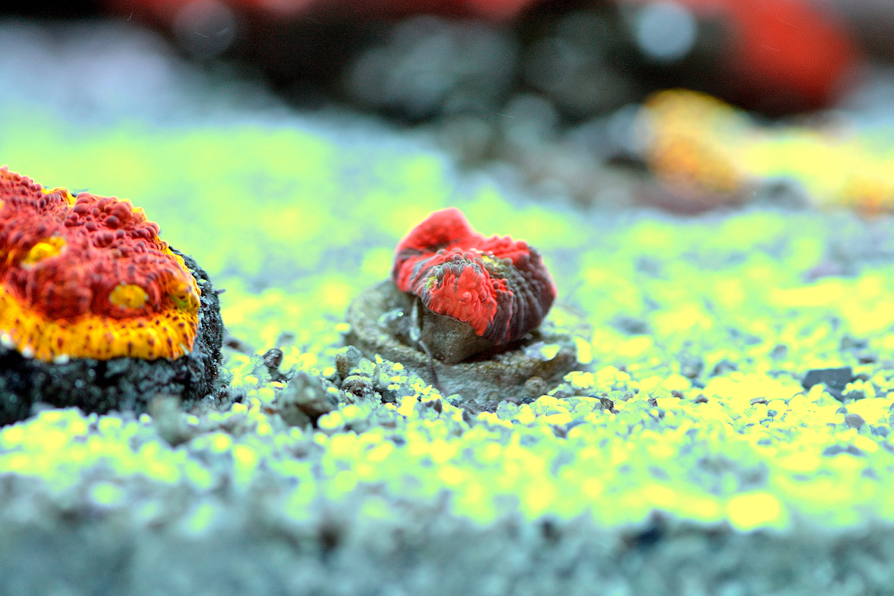 CB My Bugatti VS BPC Flamethrower3