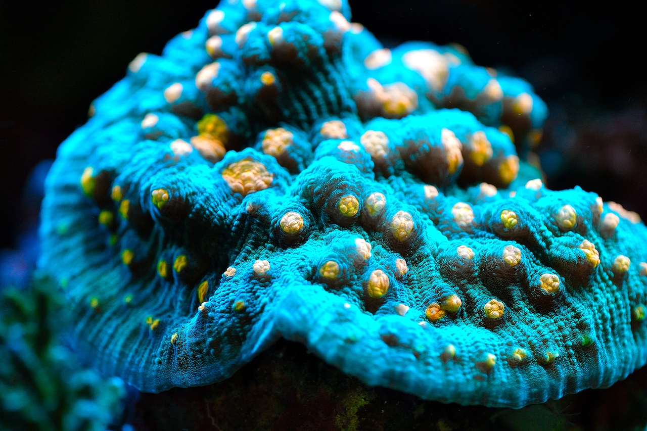 Key Lime Mango Sherbert Mycedium